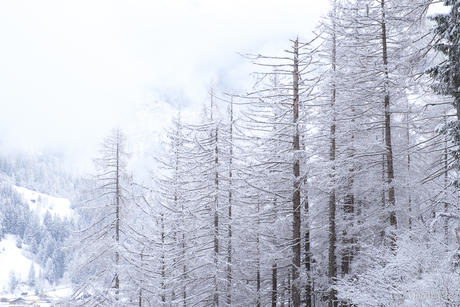 Sprookjesachtige bomen.