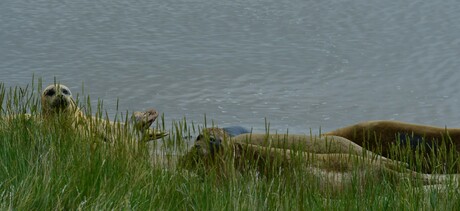 Hoor jij dat ook Joop, klik klik.........