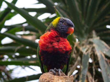 Rainbow lorikeet