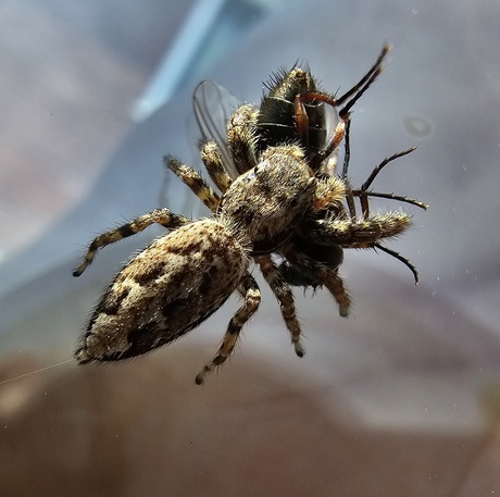 Eten en gegeten worden