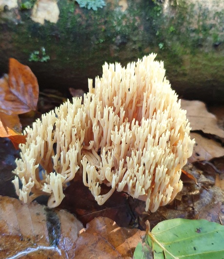 Rechtop staande koraalzwam