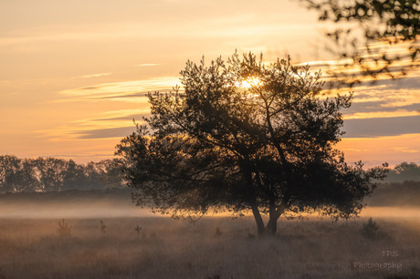 golden tree