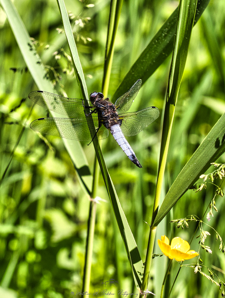 Platbuiklibelle ♂