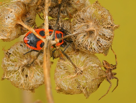 Wie niet weg is.....