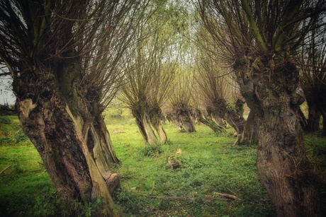 Oude bomen