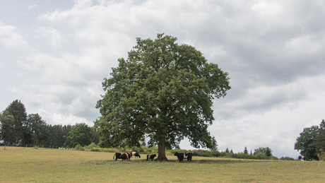 landschap