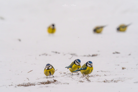 Pimpelmeesjes in de sneeuw