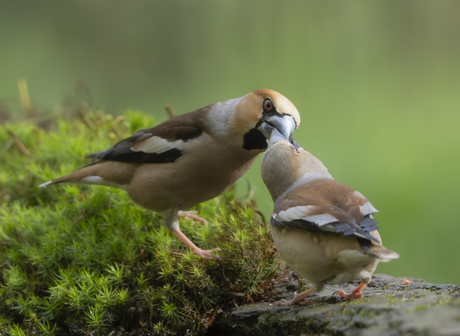 2 appelvinken voeden elkaar