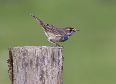 blauwborst