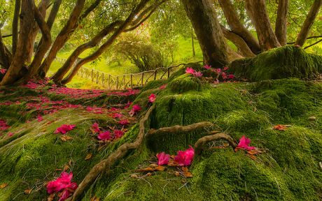 Onder de Rhododendron