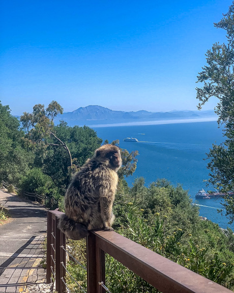 Aapje in Gibraltar gebergte