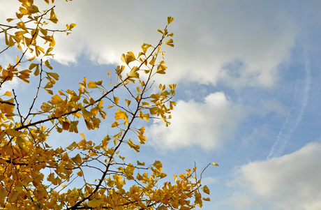 Een stukje Japanse herfst