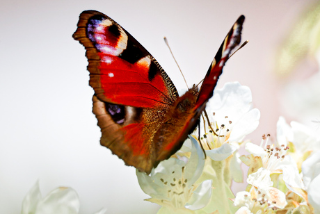 Dagpauwoog op de bloesems