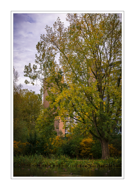 Herfst in Sliedrecht