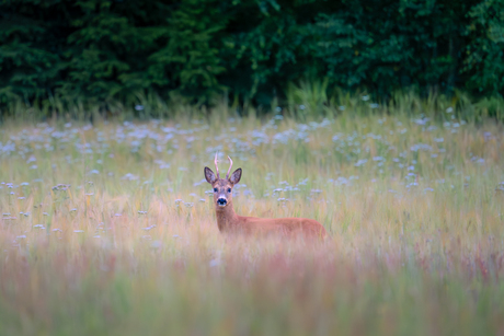 Hert in het veld