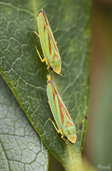 Twee Red-Green en Red-Blue-Banded Leafhoppers (Cicaden)