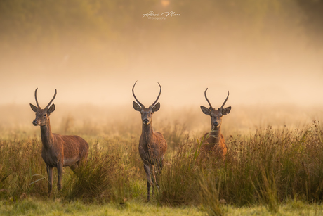 3 spitsers in de mist