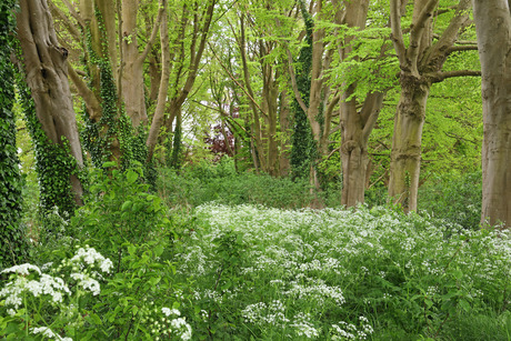 Lente groen