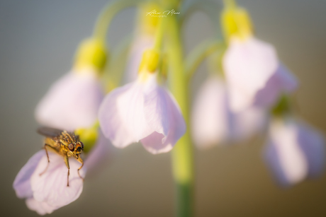Vlieg op pinksterbloem