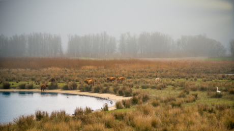 Een vrieskoude, mistige morgen in de Biesbosch.