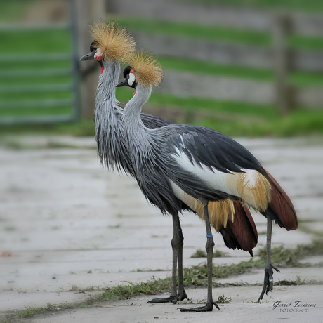 Grijze  kroonkraanvogel-2