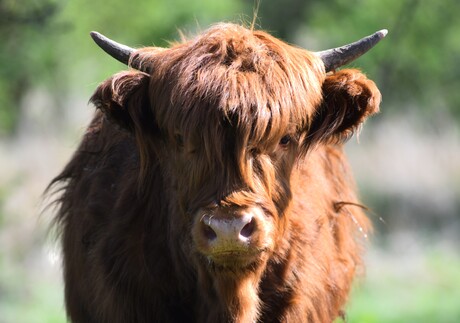 schotse hooglander