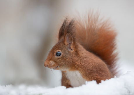 Eekhoorn in de sneeuw.