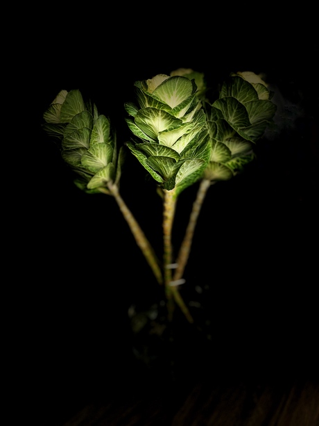 Geen idee welk typenummer maar wel apart. 