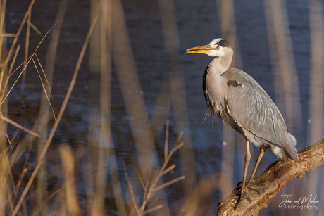 Blauwe reiger 