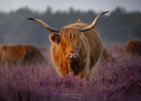 Hooglander in het paars