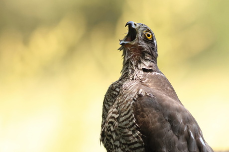 Sperwer neemt een bad en een slokje