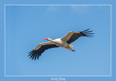 Vliegende ooievaar