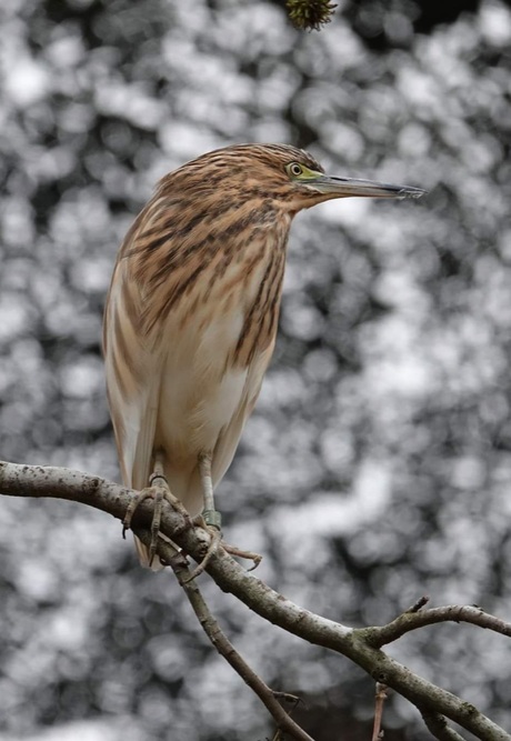 Madagaskarralreiger