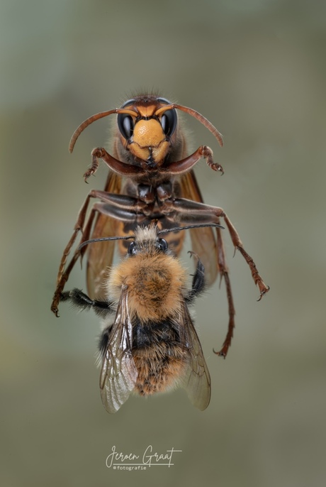 Hoornaar vangt Bij 🐝 