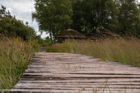 Knuppelpad op De Grote Peel