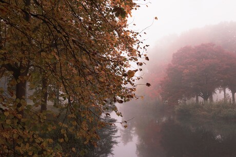 mist in het herfstbos