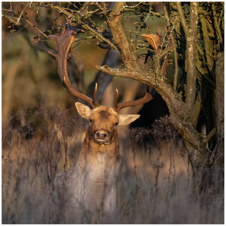 Bronst 2024 - Waterleidingduinen (2) - now you see me