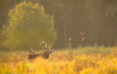 Edelhert met vliegende spreeuwen