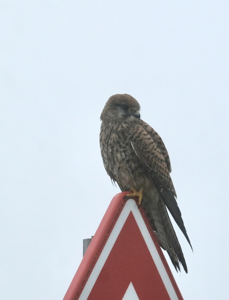 Mikayla porno onlayn