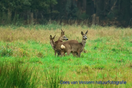 Mooi roedeltje