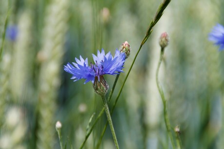 Korenbloempje blauw