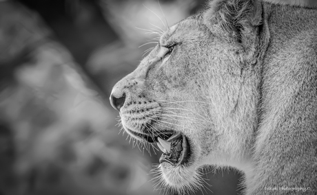 Aziatische leeuwin .