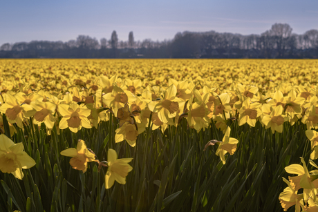 Narcissen in bloei