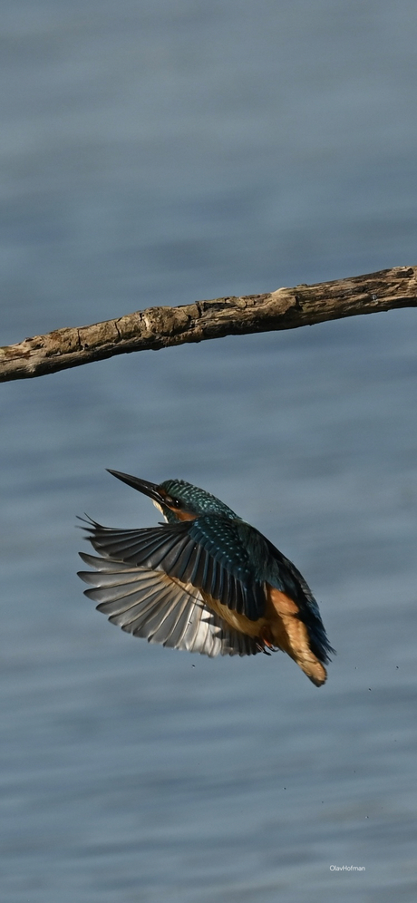 IJsvogeltje vliegt weer naar zijn tak