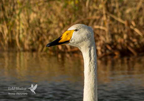 De wilde zwaan.