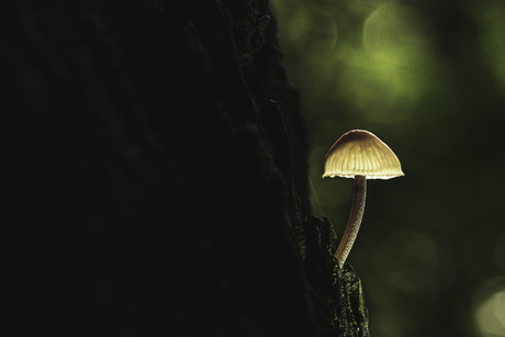 De (kleine) bloedsteelmycena