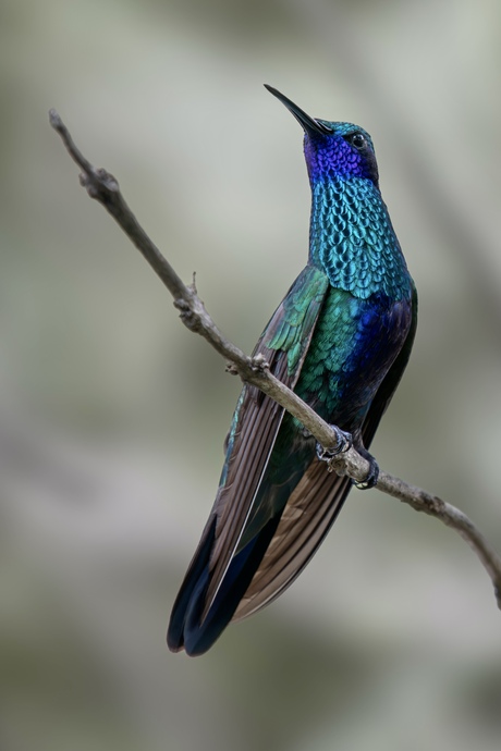 Sparkling Violetear 