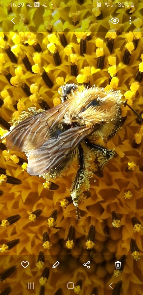 Honingbij onder het stuifmeel van zonnebloem.