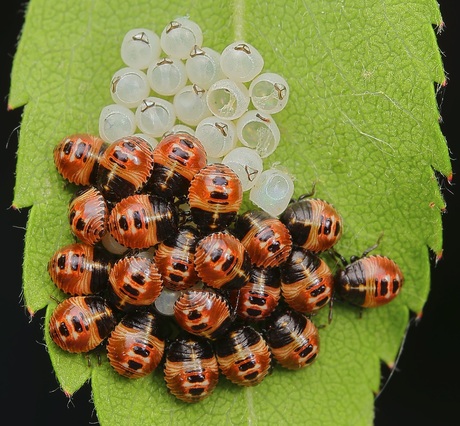 Groene Schildwants