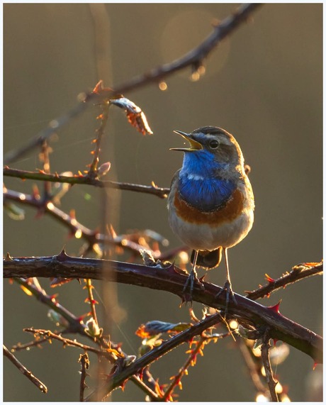 Blauwborst.